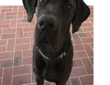 Great Dane in Kitchen